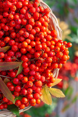 Bunches of  rowan  berries on  leaves and berries background, ripe rowan berries in wicked basket in autumn time, harvested  rowan berry bunches on nature background