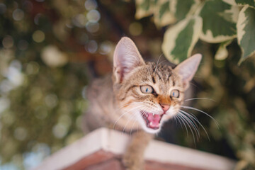 Tiny kitten meowing on the fence. A street cat leisurely strolls through the charming streets of Antalya Turkey