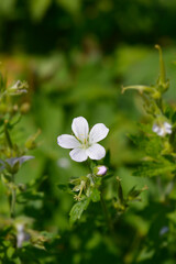 Fototapeta premium Bloody cranesbill Album flower