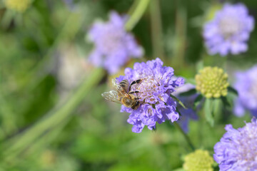 Japanese pincushion flower