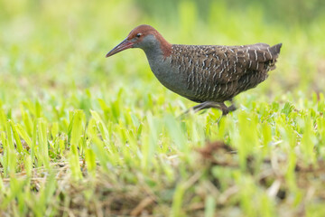 Slaty-breasted rail