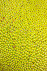 Jackfruit close up