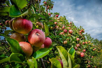 Apples waiting for harvest