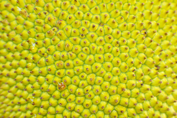 Jackfruit close up