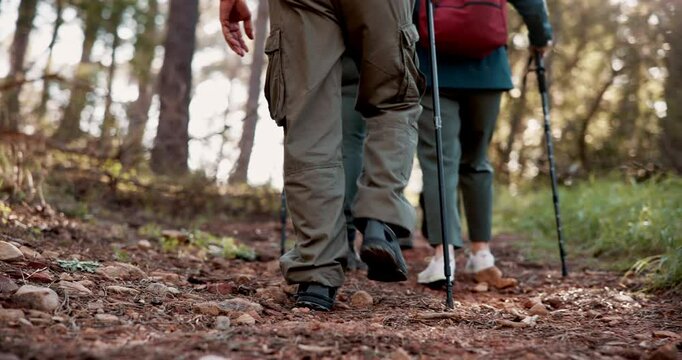 Back, legs or friends in woods walking for outdoor adventure or journey for travel in nature or forest. Stick, hiking path or friends on vacation holiday for exercise, trip or trekking to explore