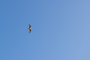 seagull on a blue sky background