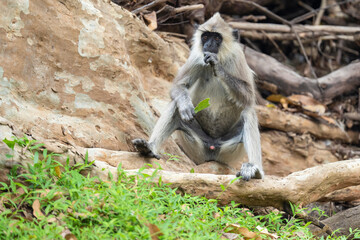 Monkey feed on a leaf