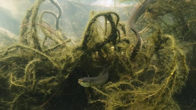 European eel - Anguilla Anguilla. Underwater video of Eel in natural habitat. European eel in natural light. Close-up footage of feeding Eels.