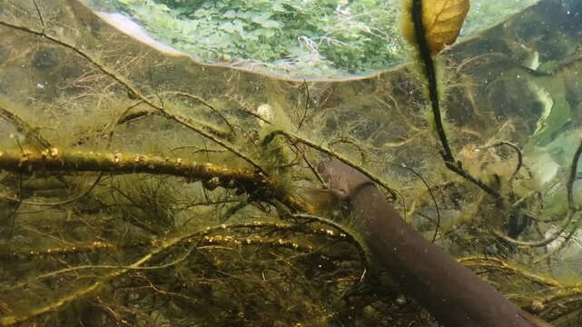 European eel - Anguilla Anguilla. Underwater video of Eel in natural habitat. European eel in natural light. Close-up footage of feeding Eels.