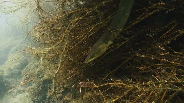European eel - Anguilla Anguilla. Underwater video of Eal in natural habitat. European eel in natural light. Close-up footage.