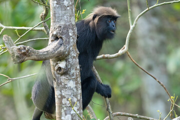 Nilgiri langur