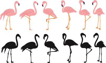 pink flamingos in flat style on white background, vector