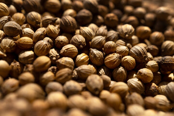 Organic food, close-up spice coriander seeds.