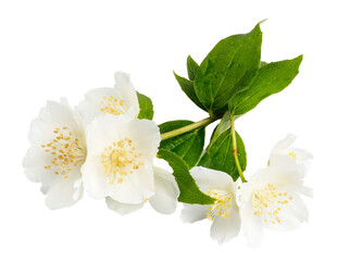 Jasmine flowers isolated on white background. fragrant white flowers with leaves.