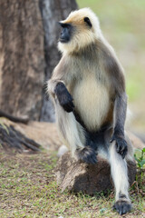 Black-footed gray langur