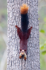 Indian giant squirrel on e tree trunk