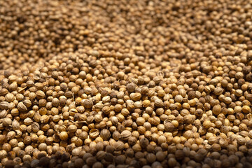 Organic food, spice coriander seeds