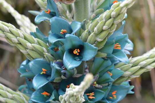 Sapphire Tower Puya alpestris blue flower