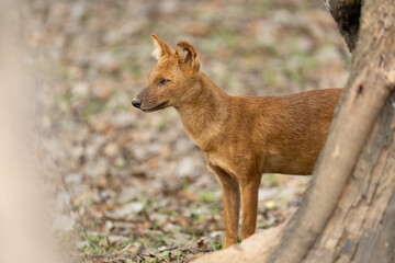 Dhole or Asian wild dog