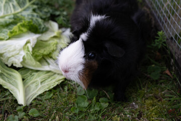 Meerschweinchen rosette tier Nager