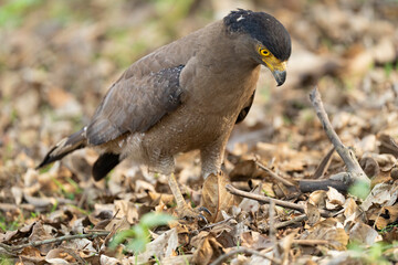 Crested serpent eagle