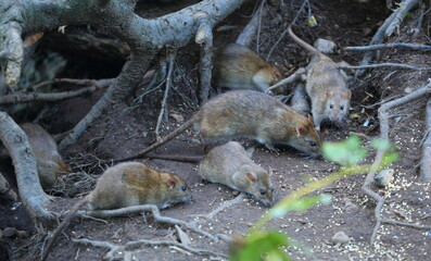 A group of wild rats moves on the ground between the roots of a tree