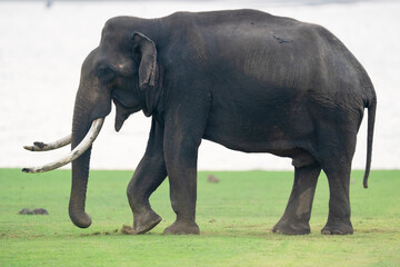 Obraz premium Indian elephant