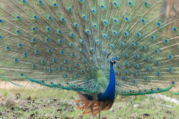 Obraz premium Peacock displaying