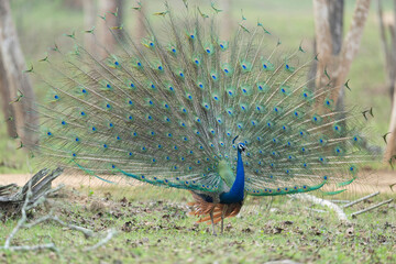 Fototapeta premium Peacock displaying