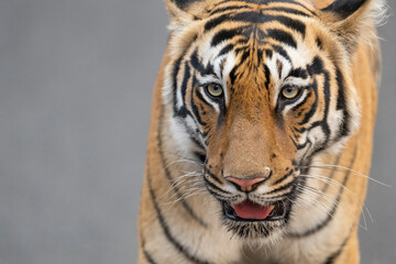 Bengal tiger close up