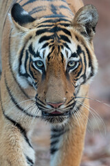 Bengal tiger close up
