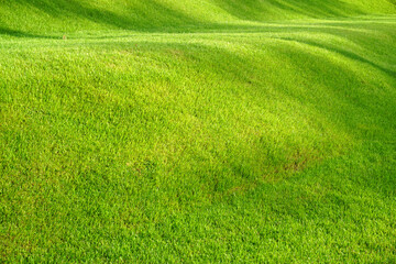 green grass background
