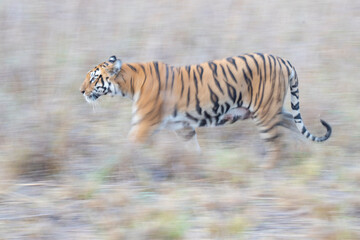 Bengal tiger