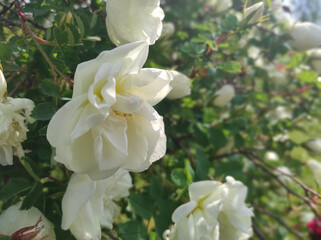 White roses blossom