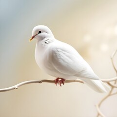 seagull on the beach