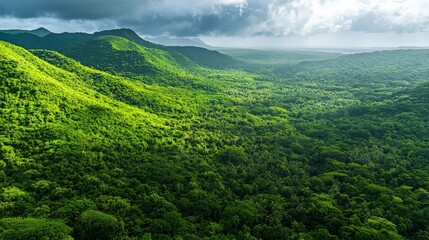 Fototapeta premium A wide shot of a lush green forest, full of life and vibrant greenery