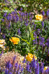 Purple lavender and yellow roses in a garden