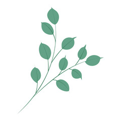 Eucalyptus branch. Simple hand drawn in flat design plant twig. Isolated vector illustration