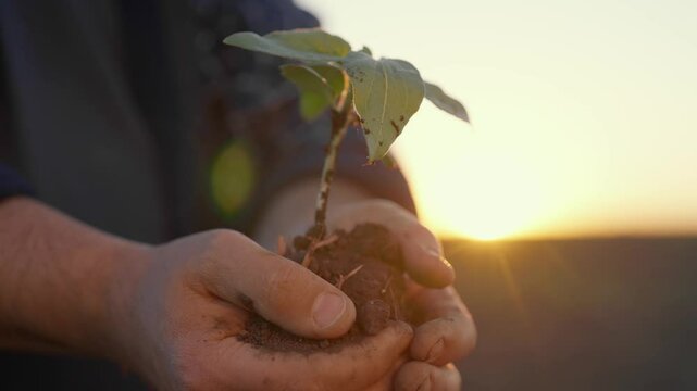 Save nature and ecology, farmer holding little plant in clod of soil in hands. Closeup view of male palms with sprout in agricultural field, environment protection and farming in ecological region