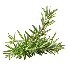  Rosemary object isolated on transparent png.