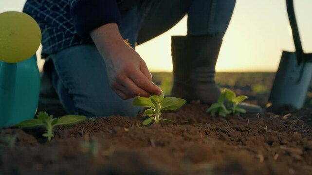 Gardening and planting in agricultural fields, closeup of male hands and sprout. Farm worker caring about young green plants, farmer working in soyabean and corn fields, human and nature, save ecology