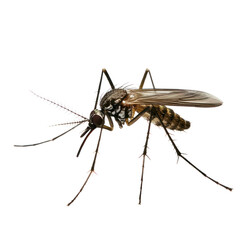  Mosquito object isolated on transparent png.  