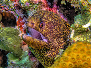 Caribbean coral garden, goldentail moray