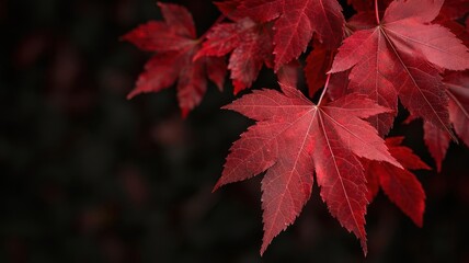 Red maple leaves in gentle focus, nature, serene autumn atmosphere