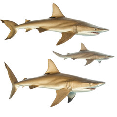 Obraz premium Shark, Sawsharks object isolated on transparent png.