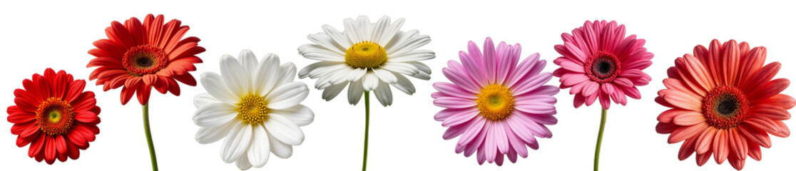 A Cheerful Bouquet: A vibrant array of daisies and gerberas burst forth in this cheerful floral arrangement, set against a clean white backdrop. 