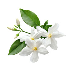 Obraz premium Night Blooming Jasmine flower object isolated on transparent png.