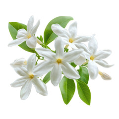 Fototapeta premium Night Blooming Jasmine flower object isolated on transparent png.