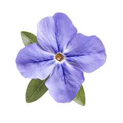 Fototapeta premium Periwinkle flower object isolated on transparent png. 