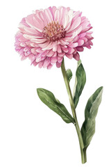 A vintage illustration of Calendula flowers with lush green leaves, perfect for nature-themed, watercolor art and floral designs, PNG transparent background